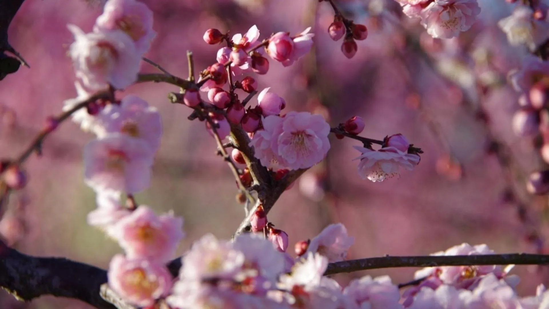Hotel Ryoso Chatani - Vacation Stay 43144V Kyoto